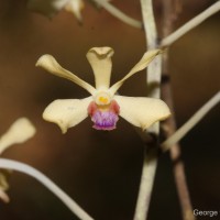 Vanda testacea (Lindl.) Rchb.f.